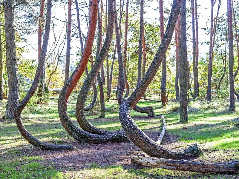 Crooked Forest