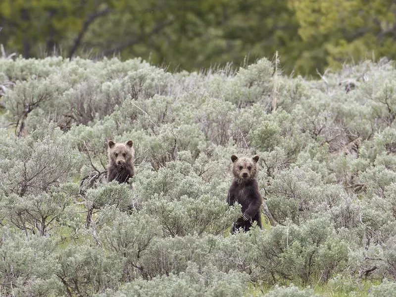 Grizzly cubs in field