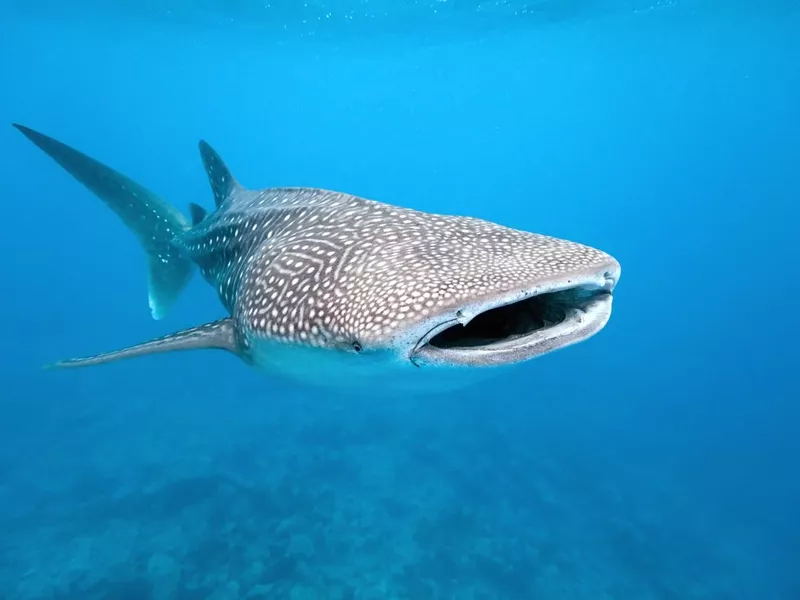 Whale shark in the Maldives