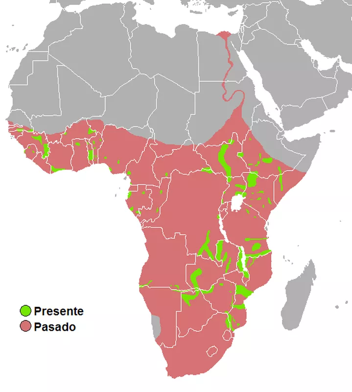 Past and present hippopotamus range map