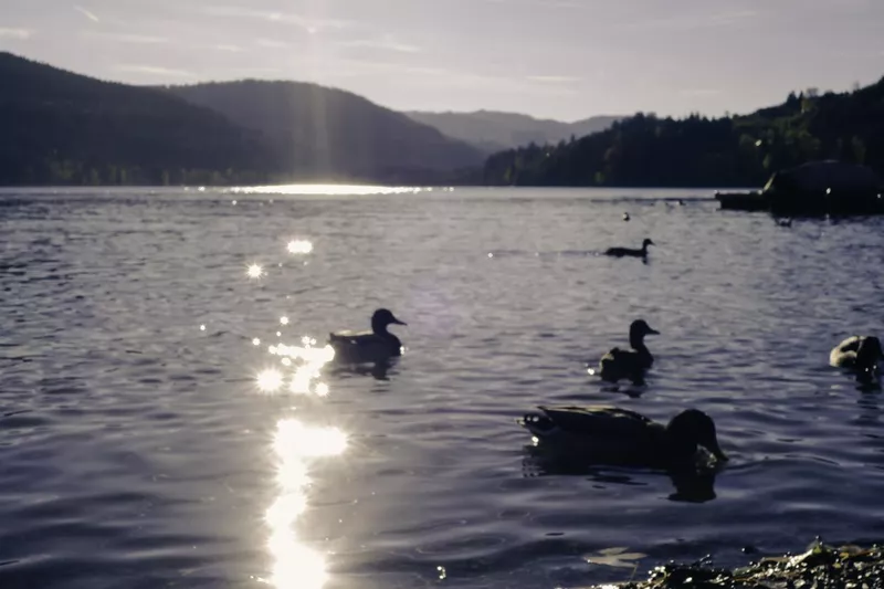 Ducks on Lake Titisee Germany