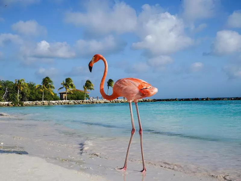 Flamingo Beach