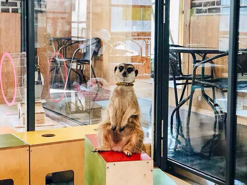 Meerkat Cafe