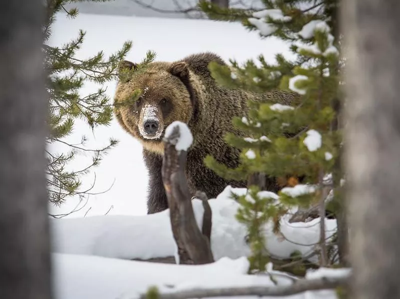 Grizzly bear in the snow