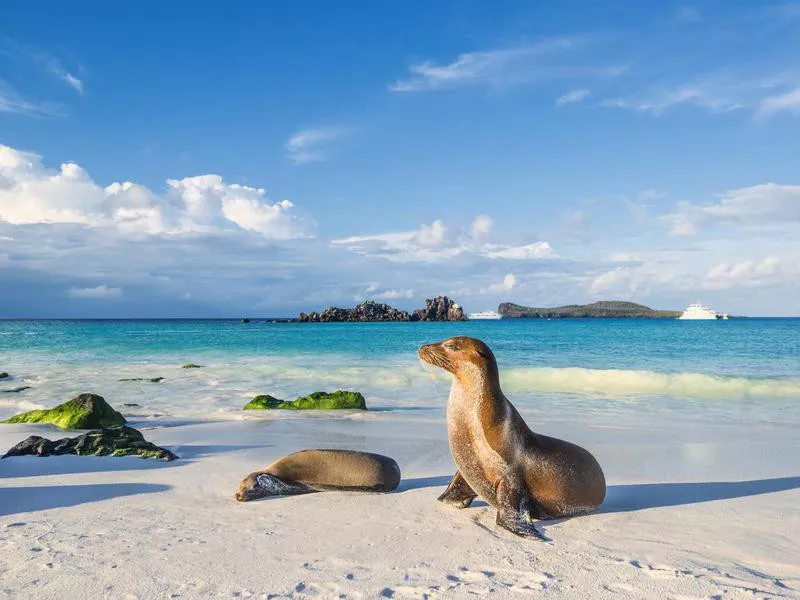 Galapagos sea lion