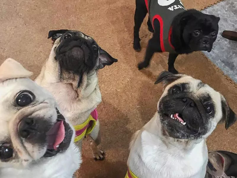 Pug Cafe