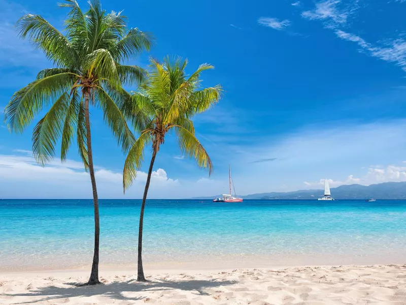 Palm trees in Montego Bay, Jamaica