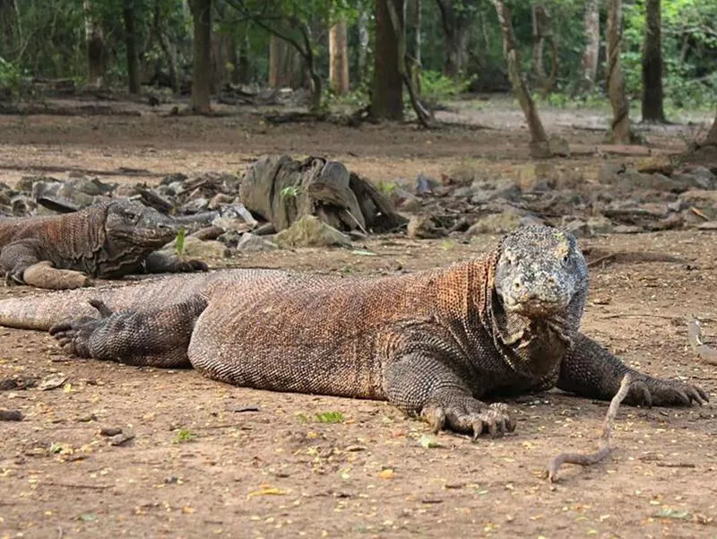 Indonesia's Komodo National Park