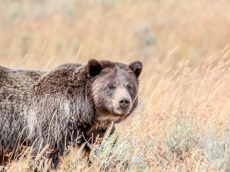 Grizzly bear in grass field