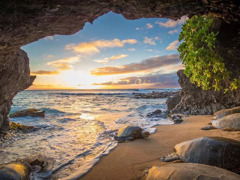 Turtle in a cave on Maui