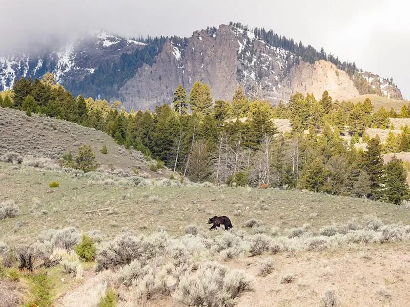 Grizzly bear walking around Yellowstone