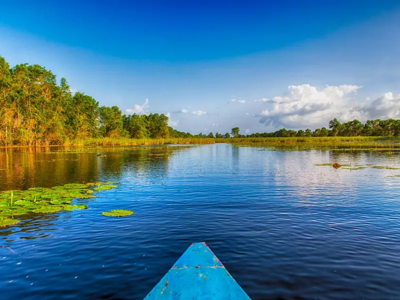 Matapica Swamps in Suriname