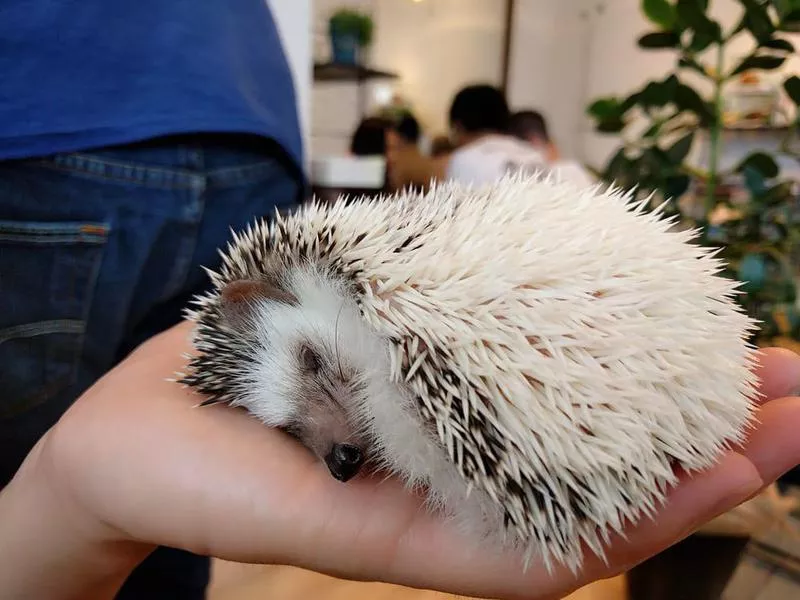 Harry's Hedgehog Cafe