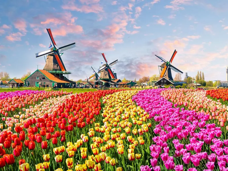 Traditional Dutch windmills and houses near the canal in Zaanstad Village in the Netherlands