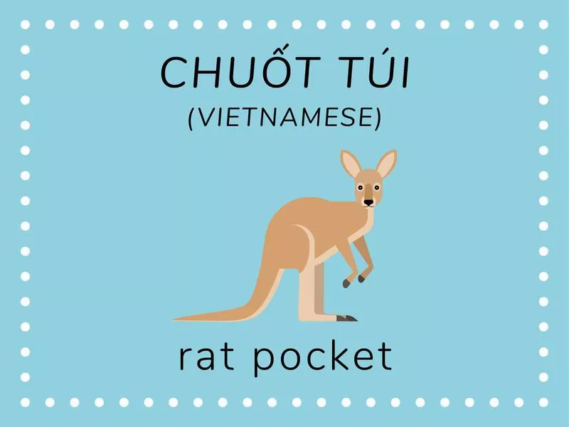 Kangaroo in Vietnamese