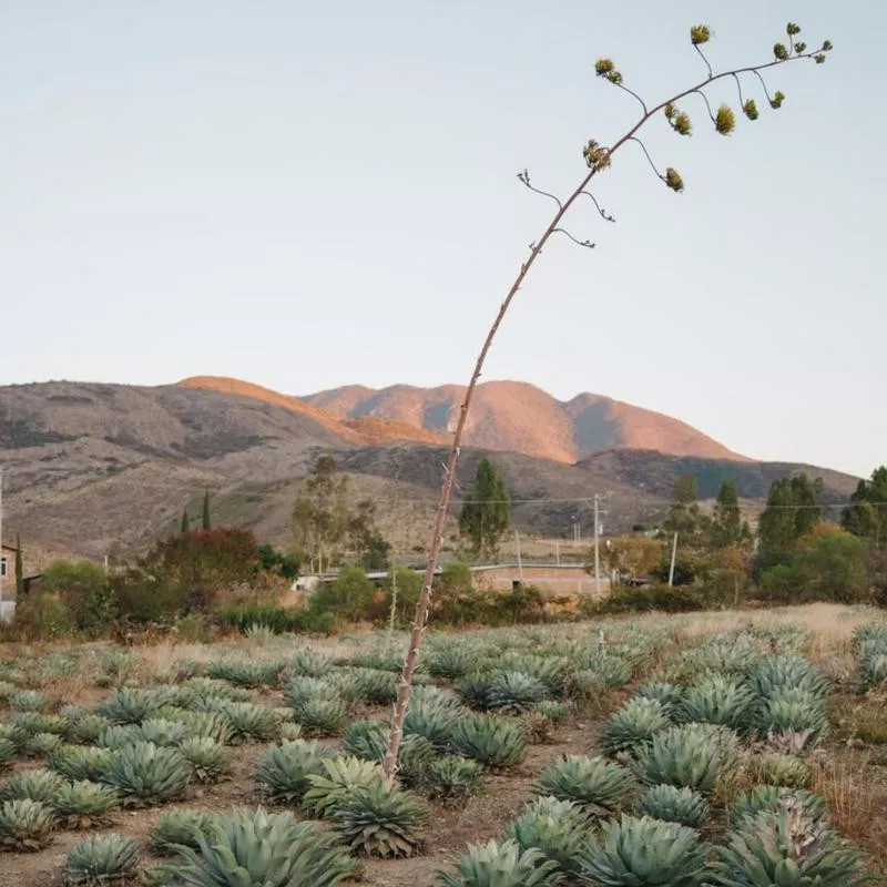 Mezcal Trail