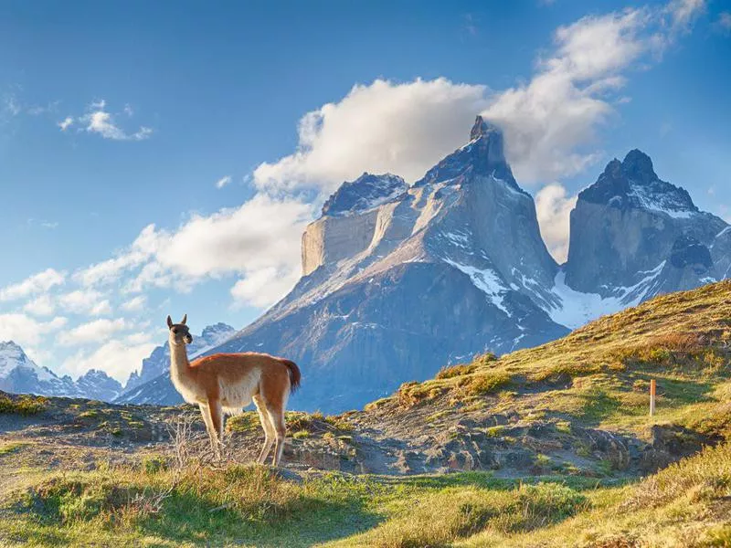 Guanaco in Chilean Patagonia