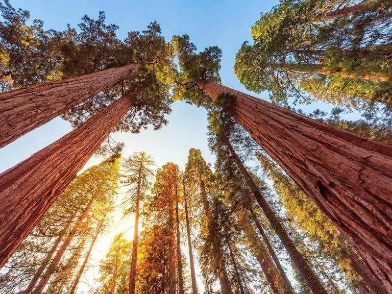 Sequoia National Park, California