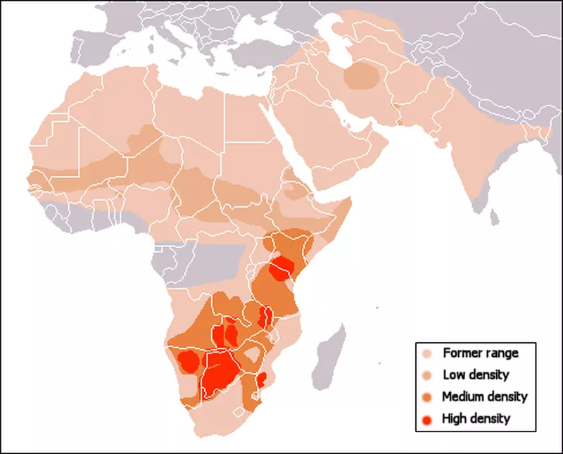 Map of cheetah range in Africa