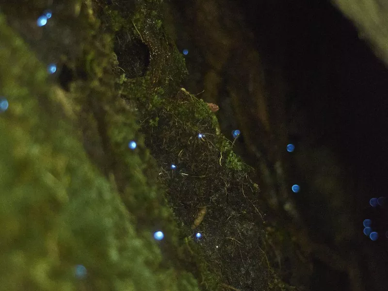 Glowworms in Alabama