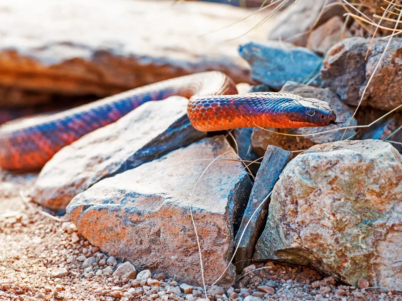 Colletts Cobra