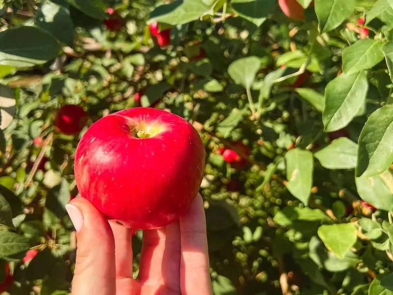 Apple picking in Minnesota