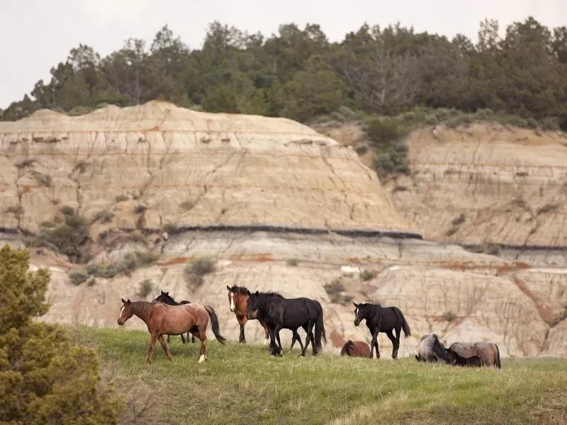 North Dakota horses