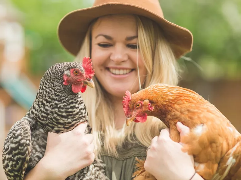 Iowa chickens