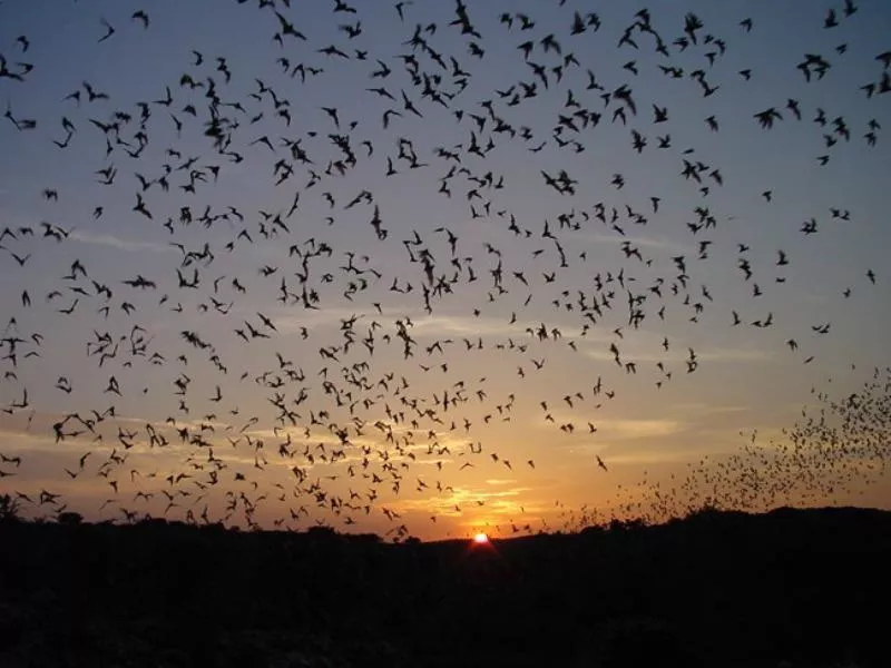 Carlsbad Caverns