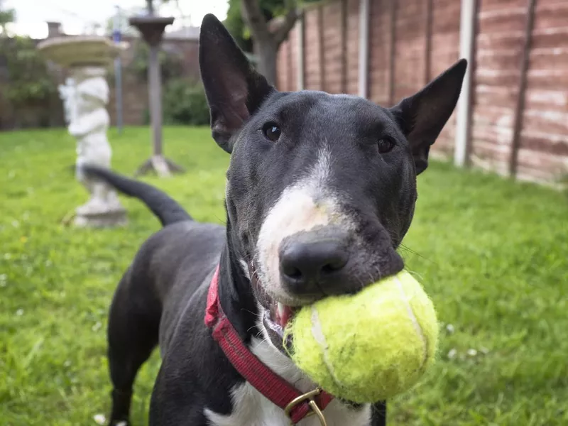 Black And White English Bullterrier Playing Fetch