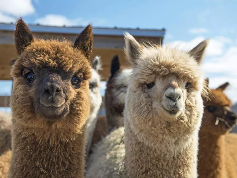 alpaca