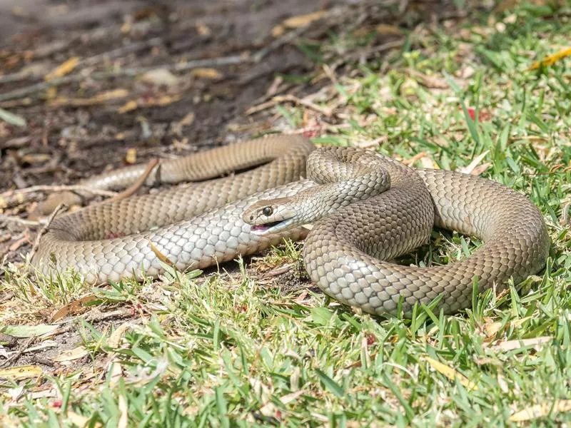 Eastern brown snake