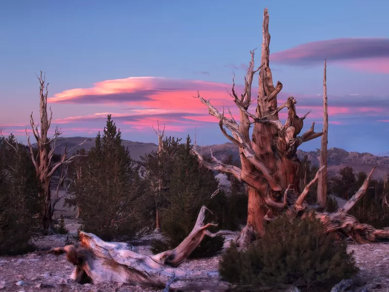 Ancient bristlecone pine in California