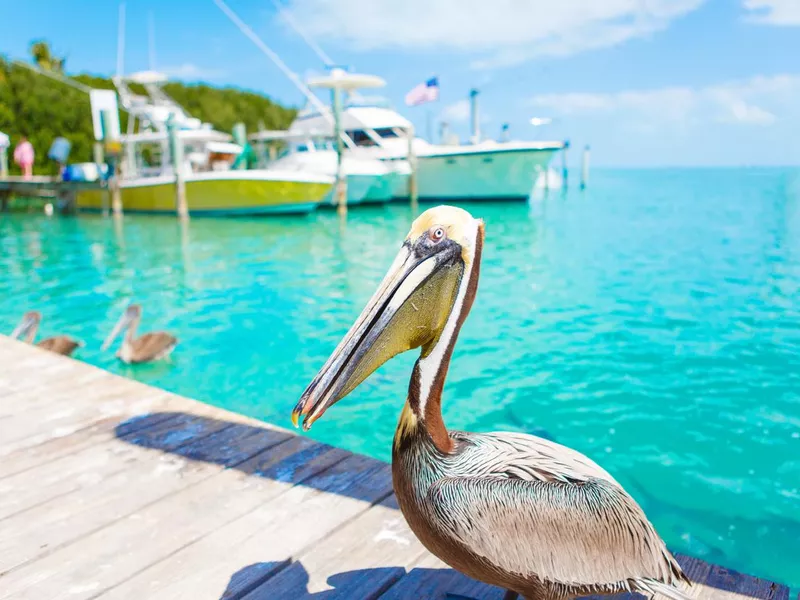 Big brown pelicans in Islamorada, Florida Keys