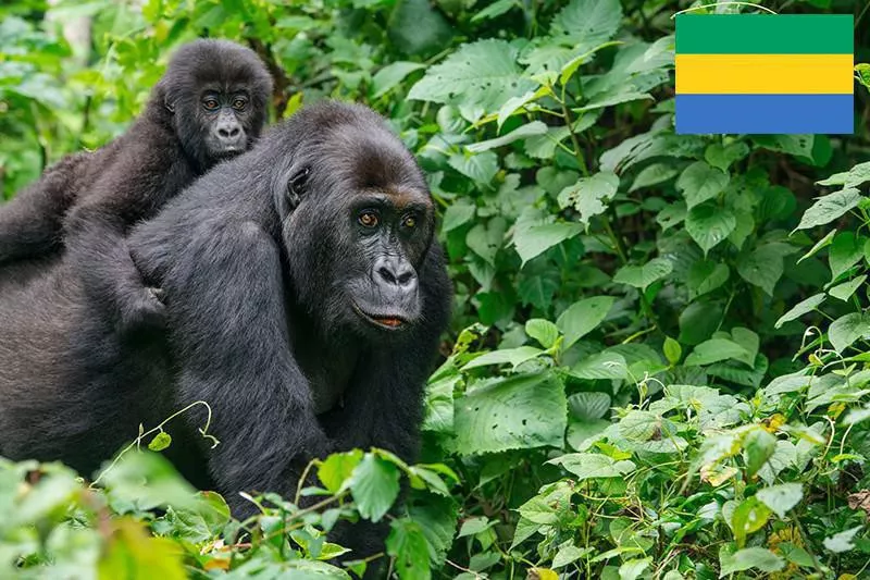 Gorilla mom and baby in Gabon