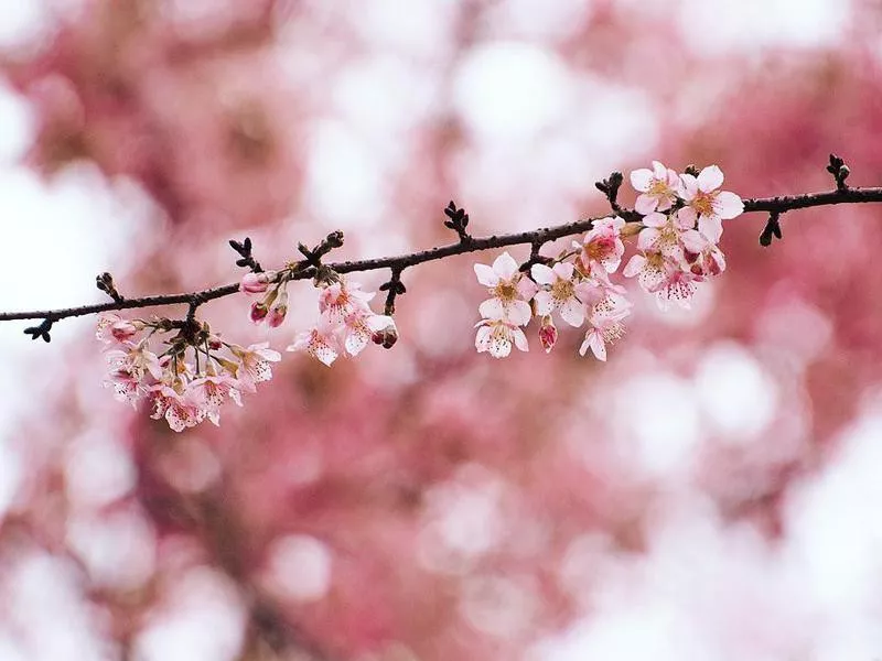 Cherry blossoms in Meghalaya, India