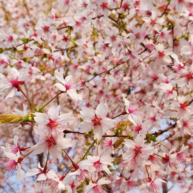 Cherry blossoms in Beijing, Yuyuantan Park