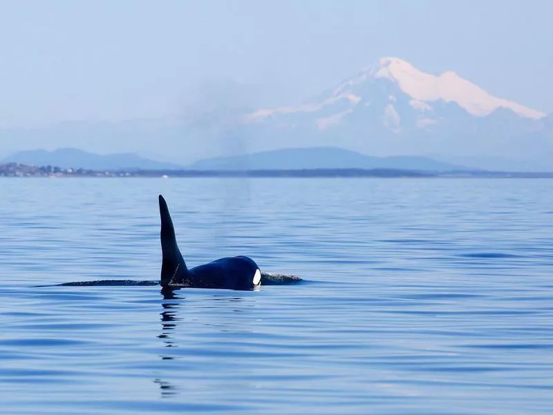 Killer whale in the San Juan Islands, Washington