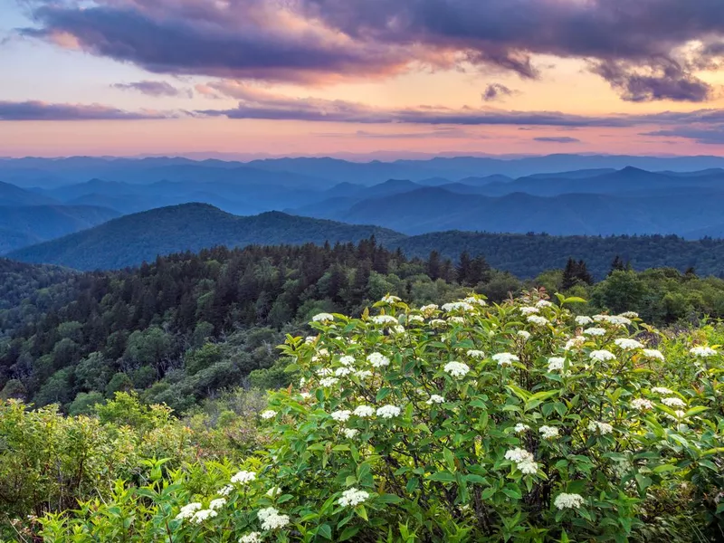 Blue Ridge mountain spring flower sunset