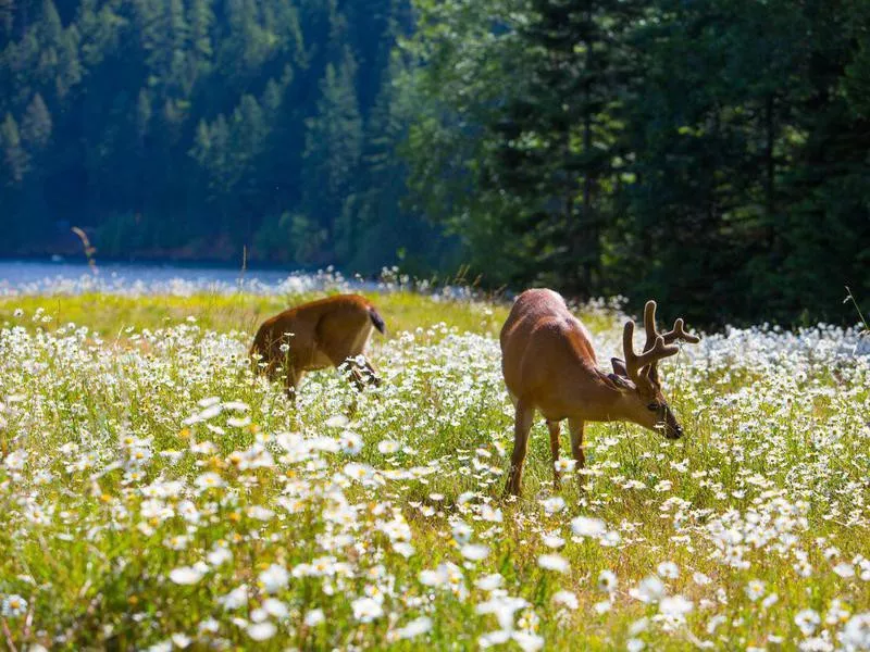 Deer in Olympic National Park