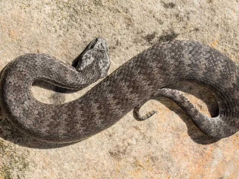 Common Death Adder