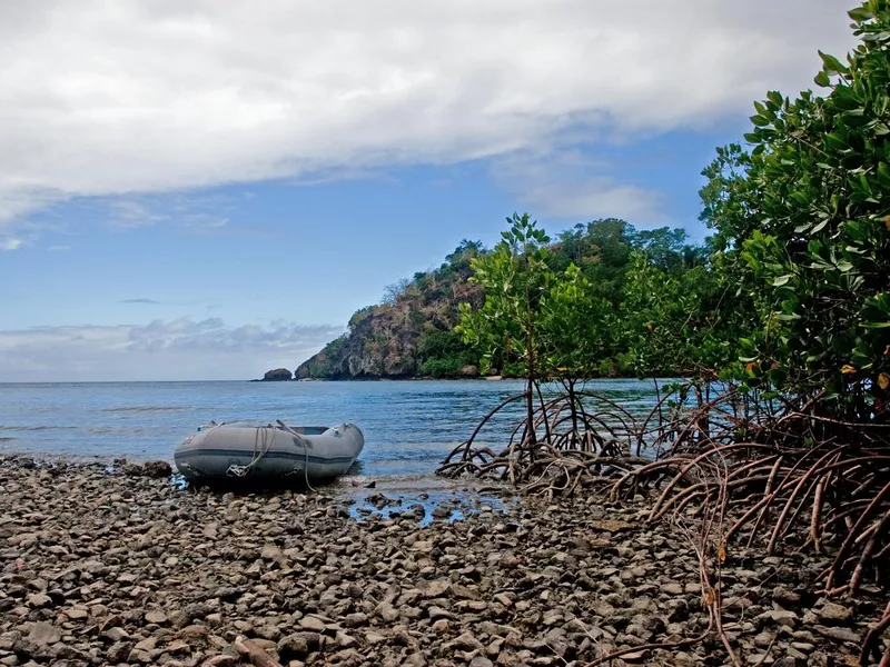 Dingie on mangrove beach