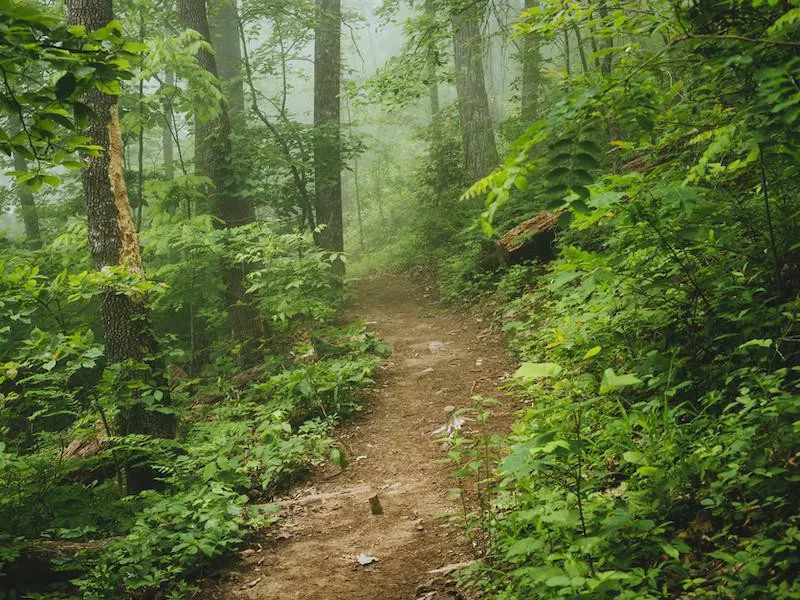 Mount Yonah Trail