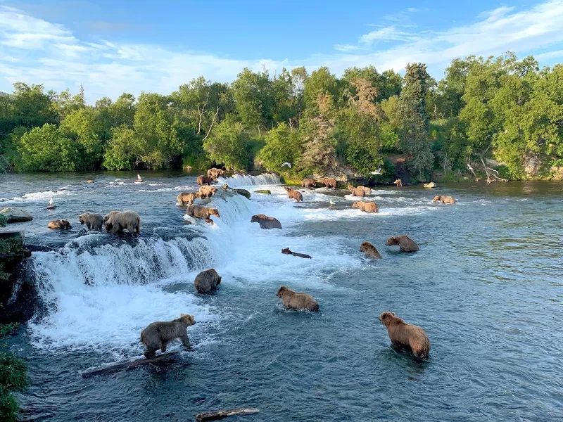 Brown Bears at Brooks Falls in Katmai National Park, Alaska