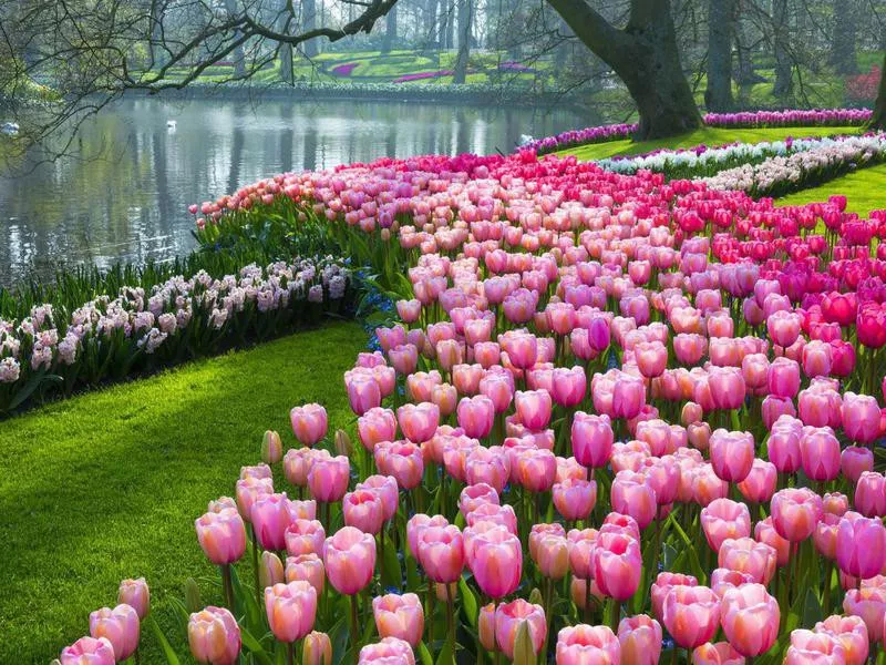 Keukenhof Gardens