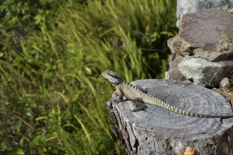 Water dragon lizard