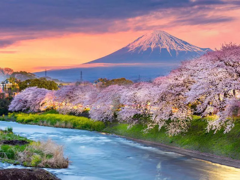 Mount Fuji with cherry blossoms