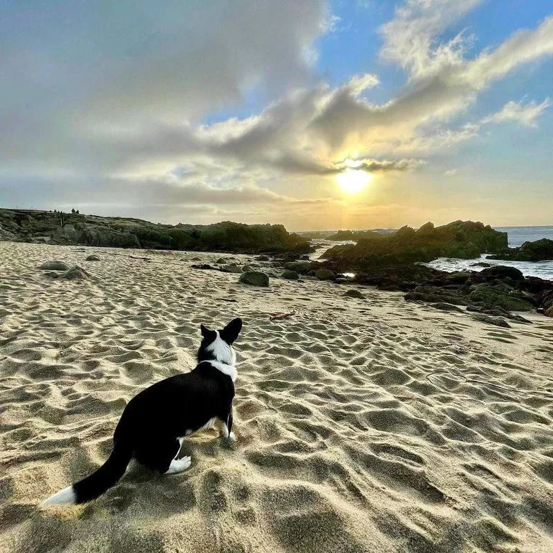 Asilomar State Beach