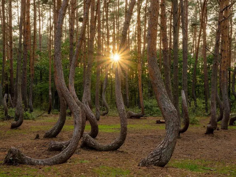 Crooked Forest