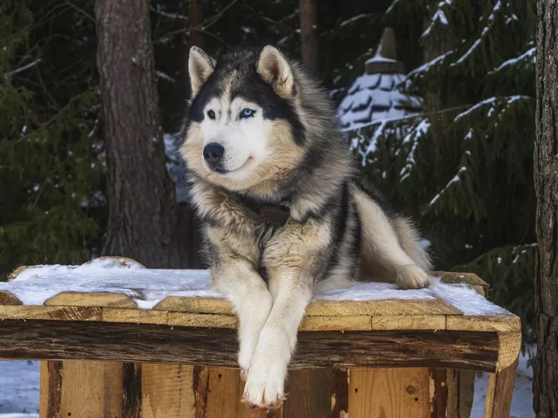 Alaskan malamute